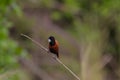 Chestnut Munia perching on a branch Royalty Free Stock Photo