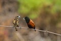 Chestnut Munia perching on a branch Royalty Free Stock Photo