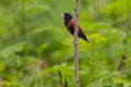 Chestnut Munia perching on a branch Royalty Free Stock Photo