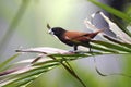 Chestnut Munia Sitting on a Palm Tree Leaf Royalty Free Stock Photo