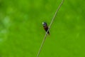 Chestnut Munia bird perching on branch