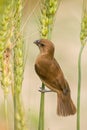 Chestnut Munia & x28;Juvenile& x29; Royalty Free Stock Photo