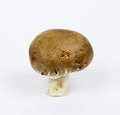 Chestnut mushroom on foot isolated on white background Royalty Free Stock Photo