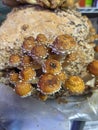 Chestnut mushroom indoor grow kit Royalty Free Stock Photo