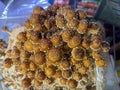 Chestnut mushroom indoor grow kit