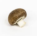 Chestnut mushroom isolated on white background Royalty Free Stock Photo