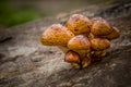 Chestnut mushroom on a wooden log Royalty Free Stock Photo