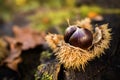 Chestnut in nature on stump Royalty Free Stock Photo