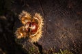 Chestnut in nature on stump Royalty Free Stock Photo