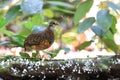 Chestnut-necklaced Partridge in Sabah, Borneo, Malaysia