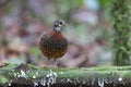 Chestnut-necklaced Partridge in Sabah, Borneo, Malaysia
