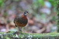 Chestnut-necklaced Partridge in Sabah, Borneo, Malaysia