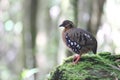 Chestnut-necklaced Partridge or Sabah Partridge in Sabah, North Borneo