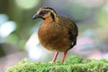Chestnut-necklaced Partridge or Sabah Partridge in Sabah, North Borneo