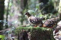 Chestnut-necklaced Partridge or Sabah Partridge in Sabah, North Borneo