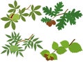 Chestnut, oak, walnut and hazelnut branches with leaves and nuts vector illustration