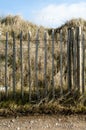 Chestnut paling and sand dunes