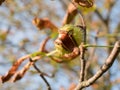 Chestnut with partially detached spiny shell  Horse chestnut in the shell close-up on tree Royalty Free Stock Photo