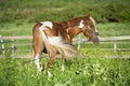 Chestnut piebald horse grazing at longe on green grass pasture.  sunny day Royalty Free Stock Photo