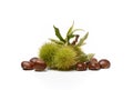 Chestnut pile with hedgehog - white background - closeup