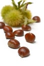 Chestnut pile with hedgehog - white background - closeup