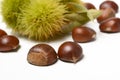 Chestnut pile with hedgehog - white background - closeup