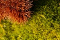 Chestnut placed on moss. Duality of colors between orange and green.