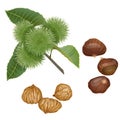 Chestnut plant, nuts and peeled kernels