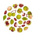 Chestnut Plant Round Composition Design with Brown Fruit in Green Spiky Husk Vector Template