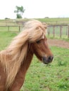 Chestnut Pony Headshot