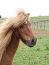 Chestnut Pony Headshot