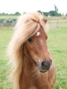 Chestnut Pony Headshot