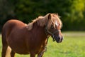 Chestnut pony or horse wearing a halter Royalty Free Stock Photo