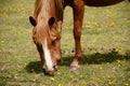 Chestnut pony in the New Forest Royalty Free Stock Photo