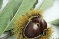 Chestnut-Portuguesa isolated white background fruit delicious healthful Sao Paulo Brazil Royalty Free Stock Photo