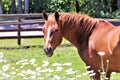 Chestnut quarter horse Royalty Free Stock Photo