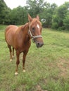 Chestnut quarter horse mare in paddock front view Royalty Free Stock Photo