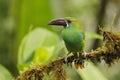 Chestnut-rumped Toucanet perched on an branch covered in epiphytes - Ecuador