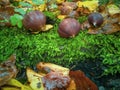 The wonderful chestnut season has started