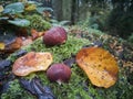 The wonderful chestnut season has started