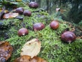 The wonderful chestnut season has started