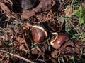 Chestnut seedlings or sprouts. Small white root emerging from a chestnut in a lawn on ground in spring Royalty Free Stock Photo