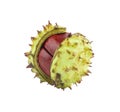 Chestnut in shell isolated Royalty Free Stock Photo