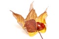 Chestnut and shell on leaf isolated on white Royalty Free Stock Photo