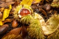 Chestnut with shell and golden leaves on the ground