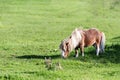 Chestnut shetland pony grazing on meadow summer Royalty Free Stock Photo