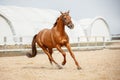 Chestnut showjumping budyonny stallion sport horse in bridle galloping in daytime