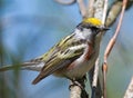 Chestnut-sided Warbler