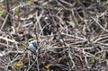 Chestnut-sided Warbler