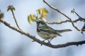 Chestnut-sided Warbler